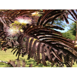 Albízia čokoládová (Albizia julibrissin) ´SUMMER CHOCOLATE´® - výška 120-150 cm, kont. C5L - NA KMIENKU 